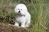 BICHON FRISE 330